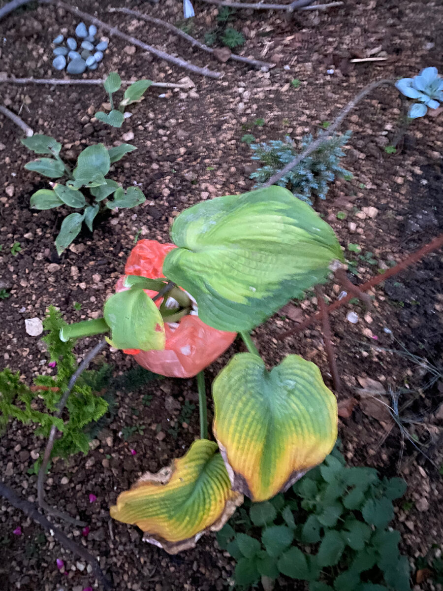 Два старых листа срезала 