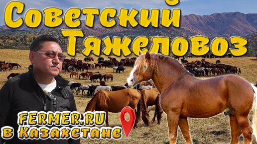 Зачем покрывать тяжеловозами аборигенную породу лошадей Джэбе, а также Мугоджарских и Новоалтайских?