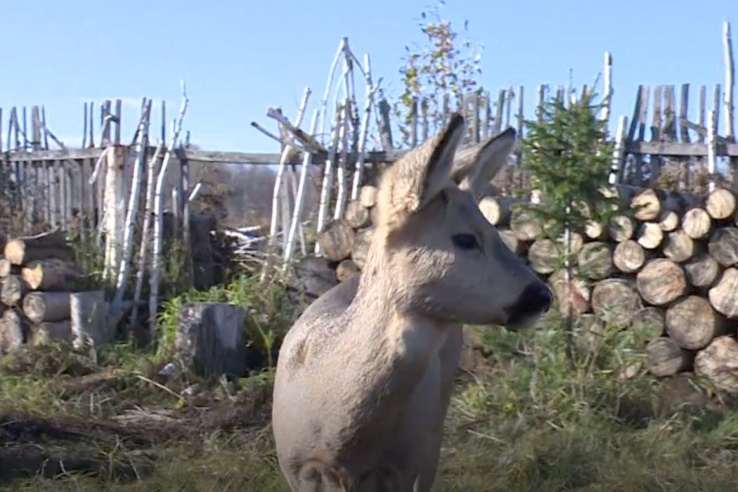    Фото: ОТВ-Екатеринбург Ольга Рамария