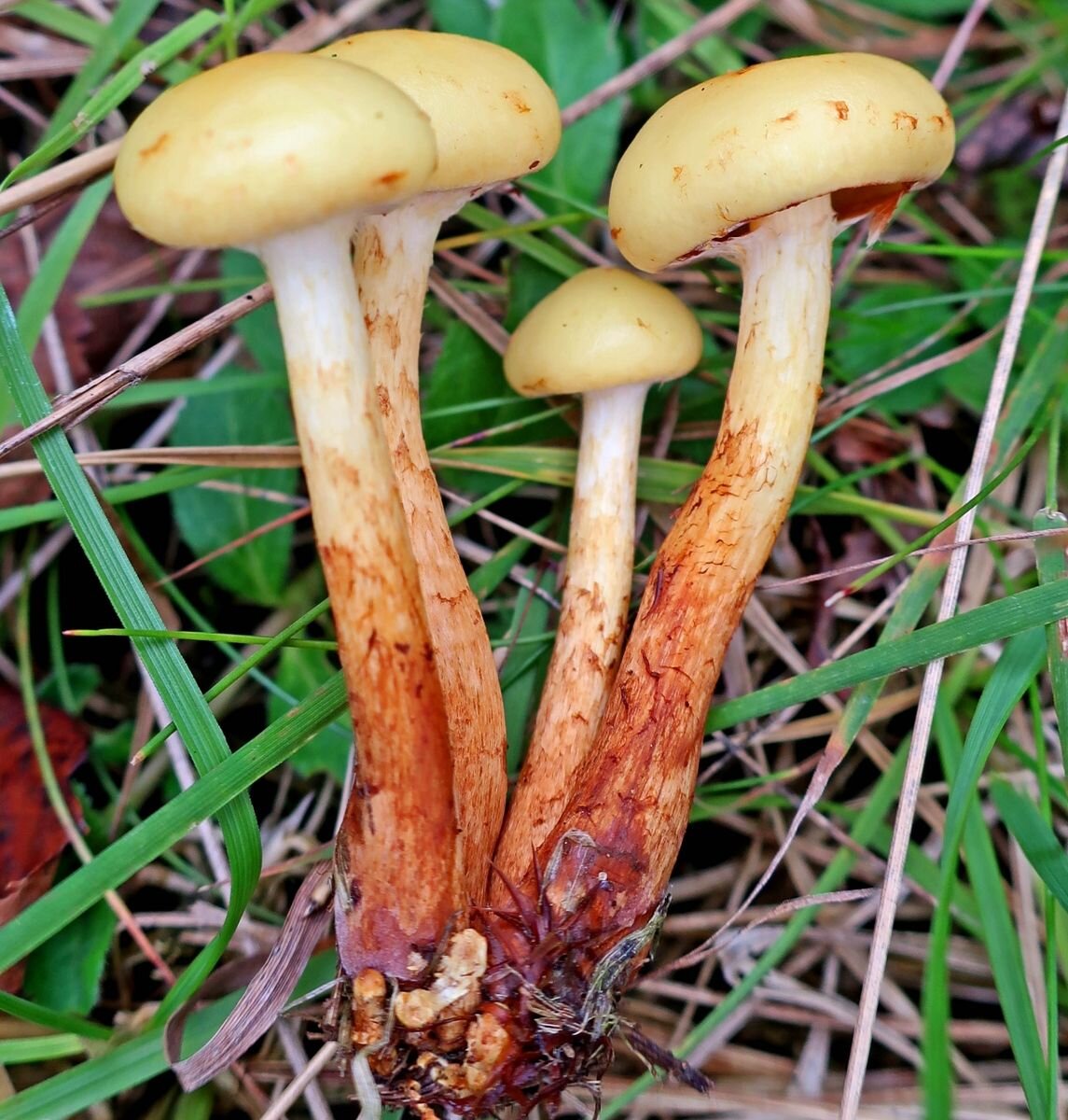 Чешуйчатка ольховая pholiota alnicola. Огневка ольховая гриб. Чешуйчатка огневка. Гимнопил сосновый gymnopilus sapineus. Чешуйчатка ольховая гриб.