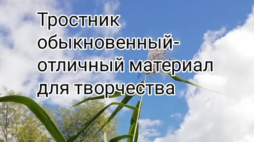 Удивительное рядом или какие растения можно использовать для декора предметов интерьера. Тростник обыкновенный