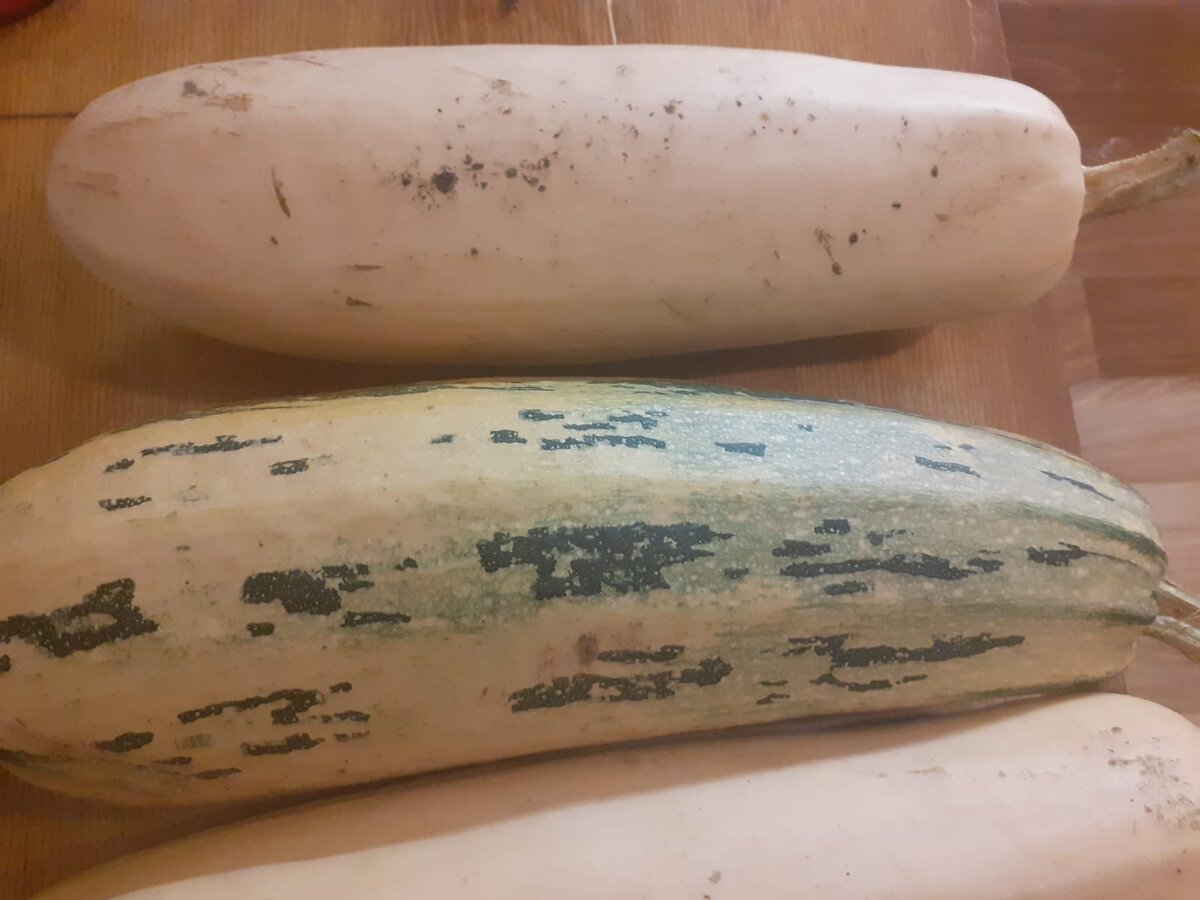 "Взрослые" кабачки