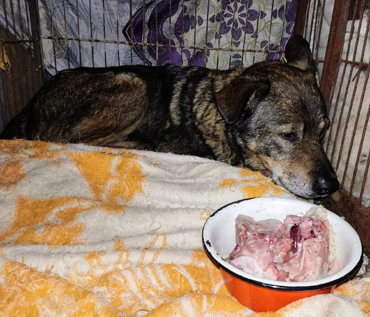 Отдыхает Дружочек