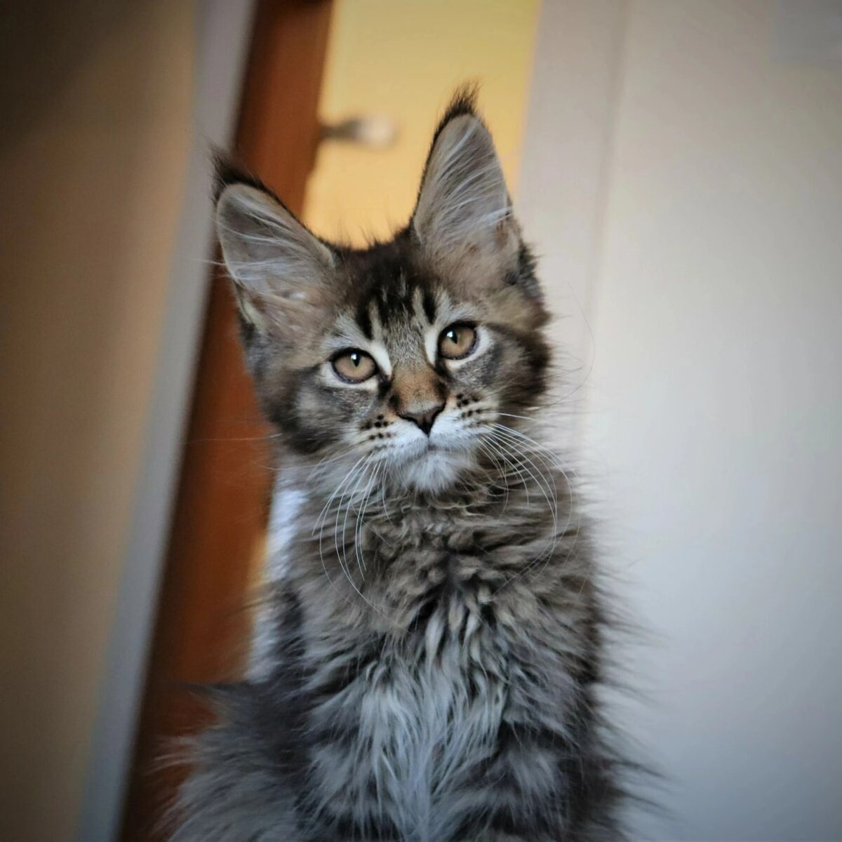 Урсула в детстве. Фото с канала "Мейн-куны из Kotoamatsukami"