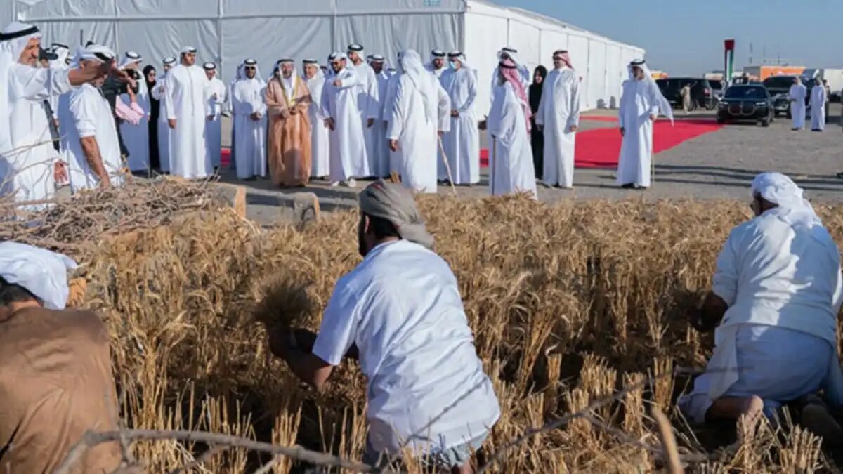 Фото:dairynews.today В ОАЭ вырастили первую пшеницу в пустыне и планируют построить молочный завод