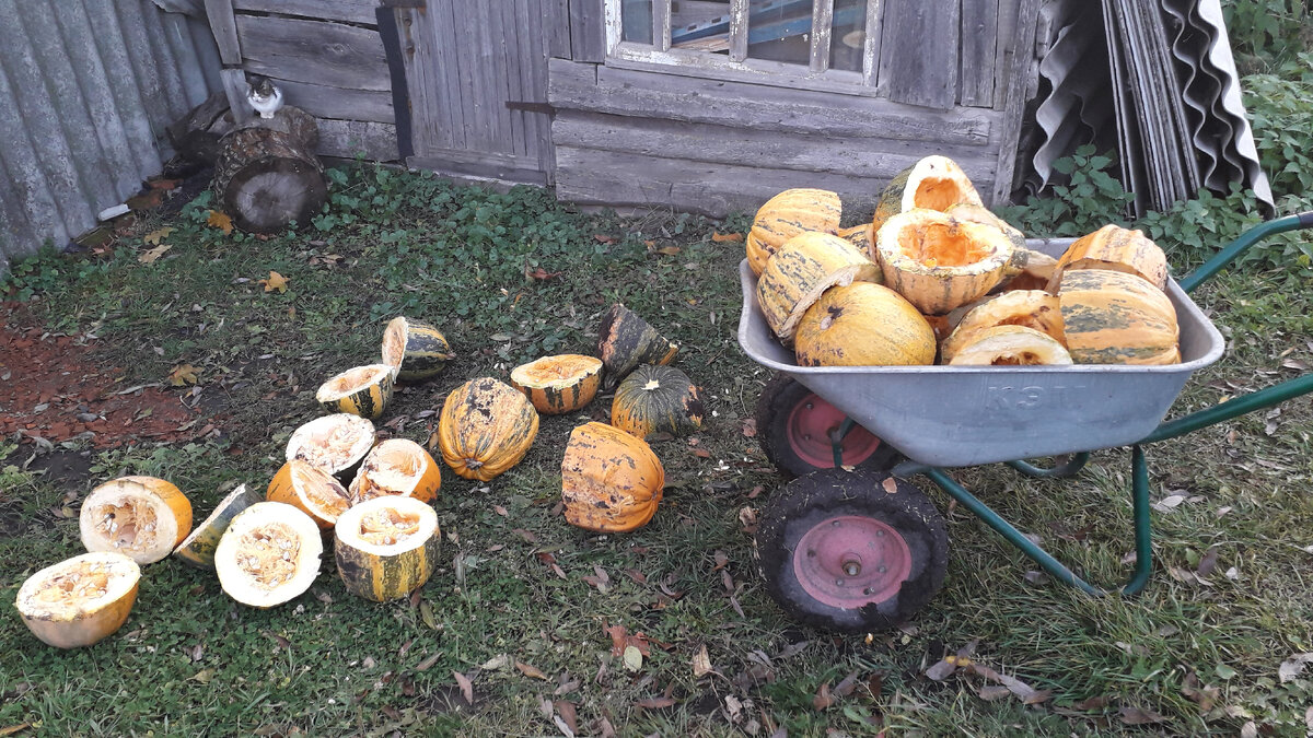 Тыквы раскалываю напополам, выбираю семечки, а остальное - коровкам