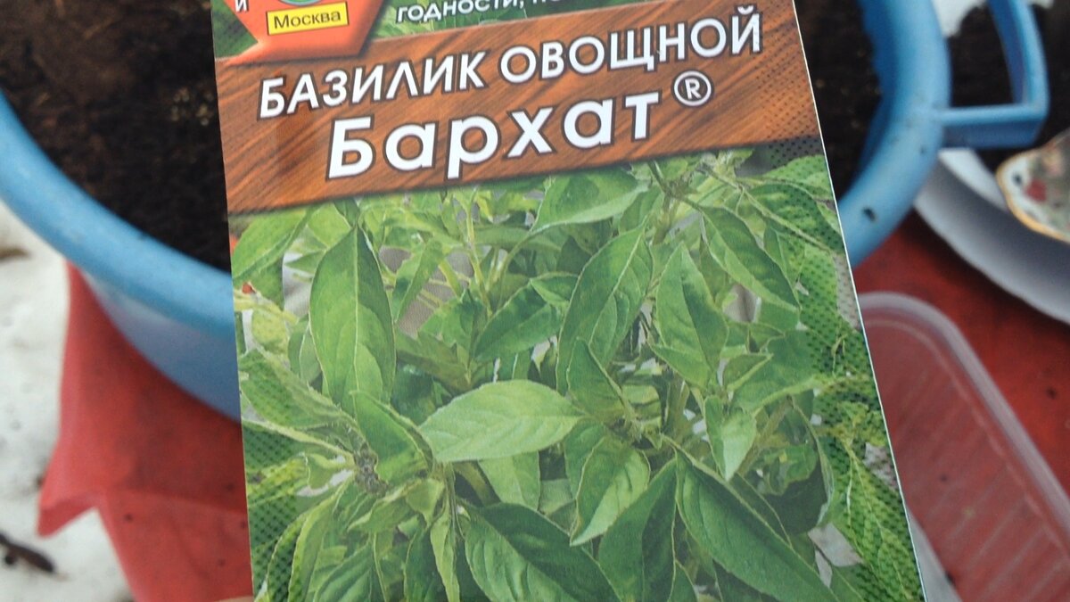 Можно ли сажать базилик под зиму