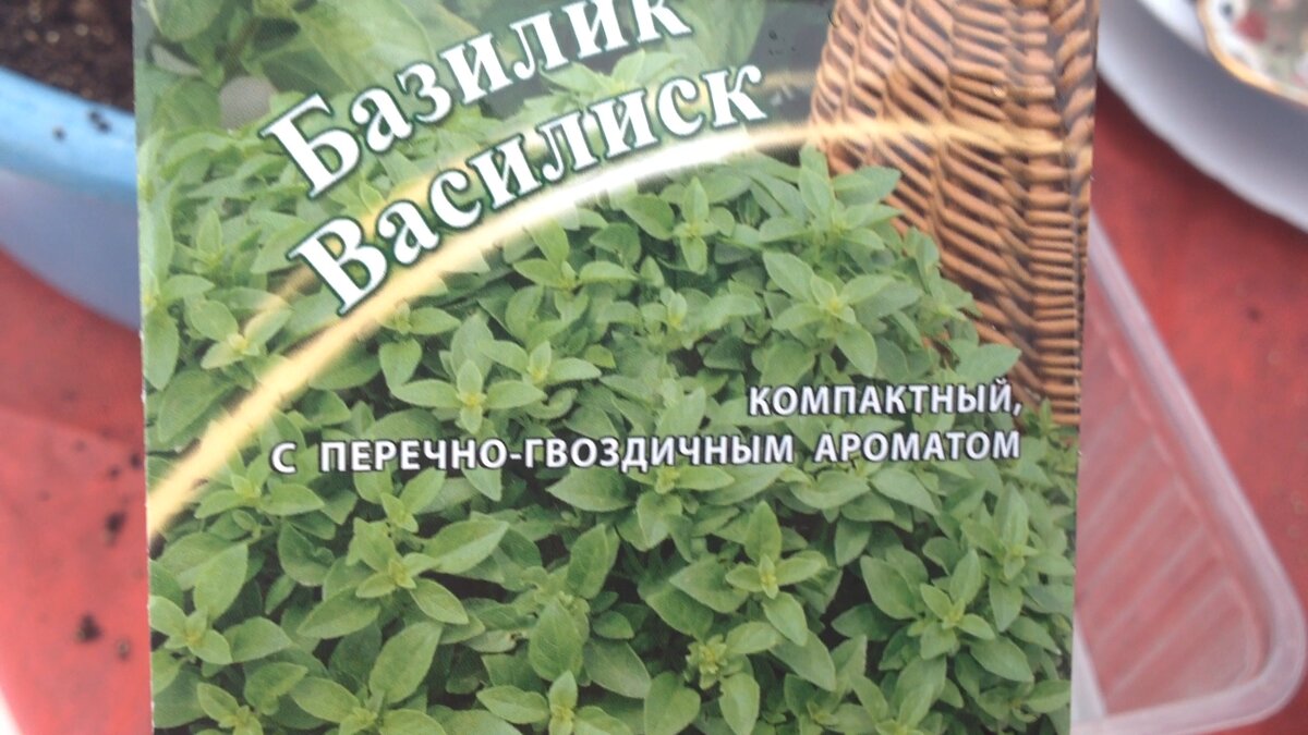 Можно ли сажать базилик под зиму