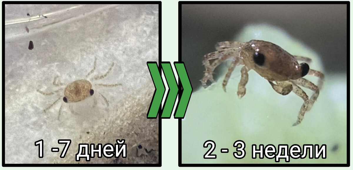 Эволюция крабика