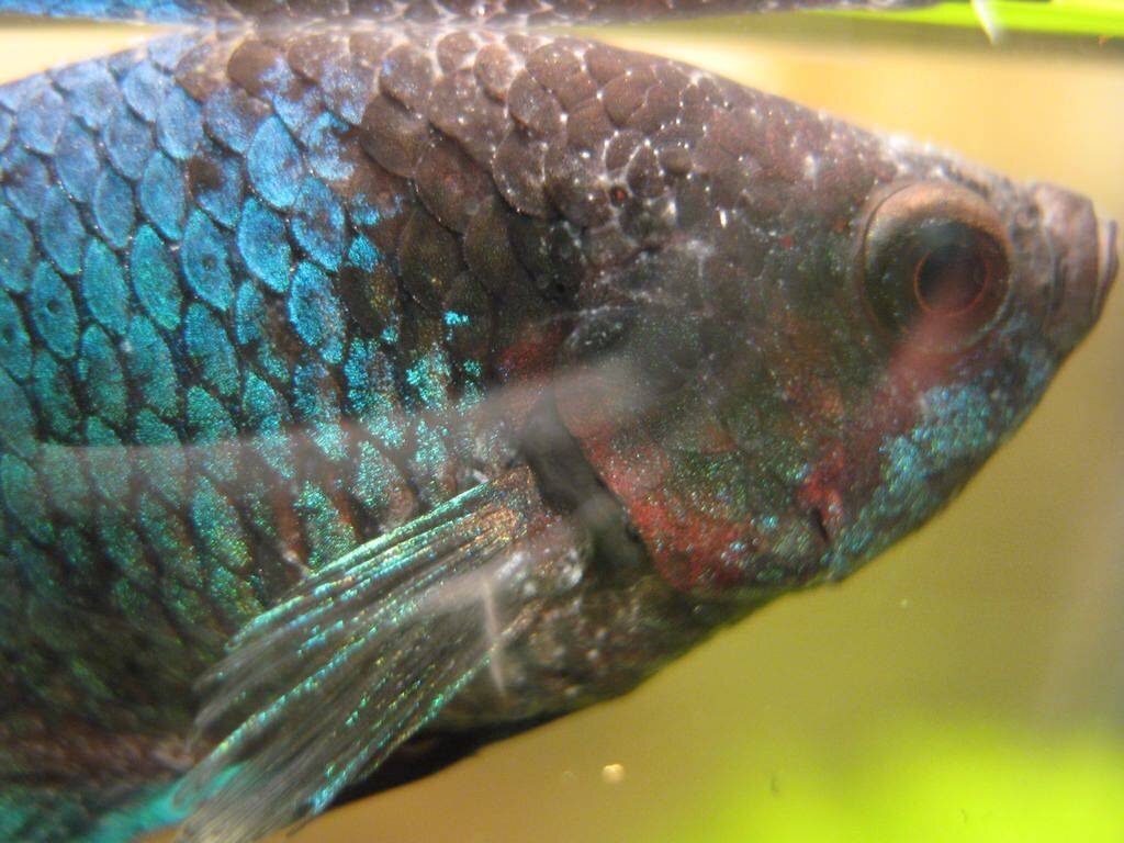 Ихтиофтиридиоз и все, что связано с этим заболеванием, советы по лечению аквариумных рыб от манки