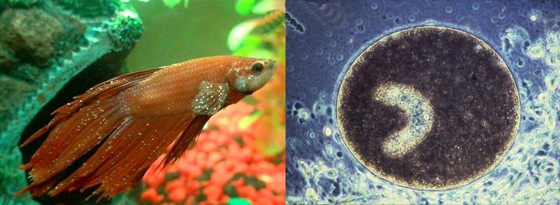 Рыбка петушок ихтиофтириоз. Рыбка петушок ихтиофтириоз. Астронотус ихтиофтириоз. Рыбка неон ихтиофтириоз. Ихтиофтириоз моллинезии.