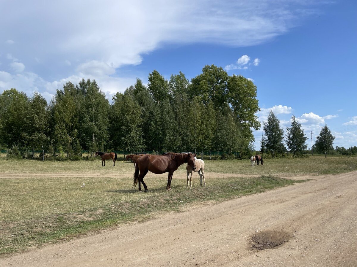 По дороге мы видели очень много лошадей, коров, коз, овец.
