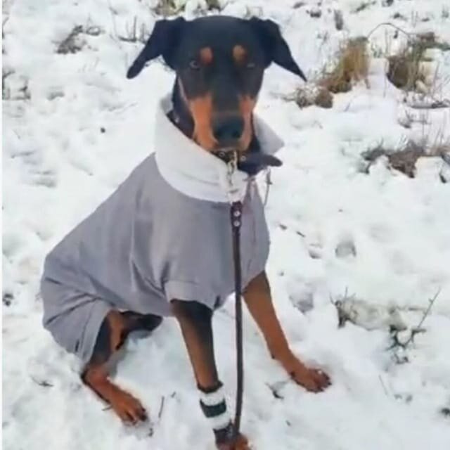 Доберман Дорд. Мой пёс одет. 