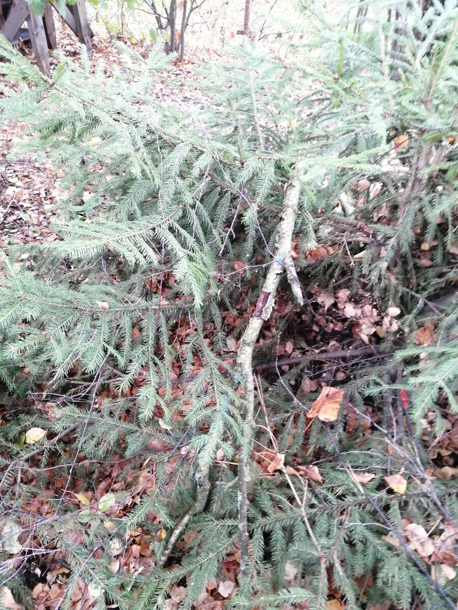 ёлке тоже досталось. Но она не пострадала!