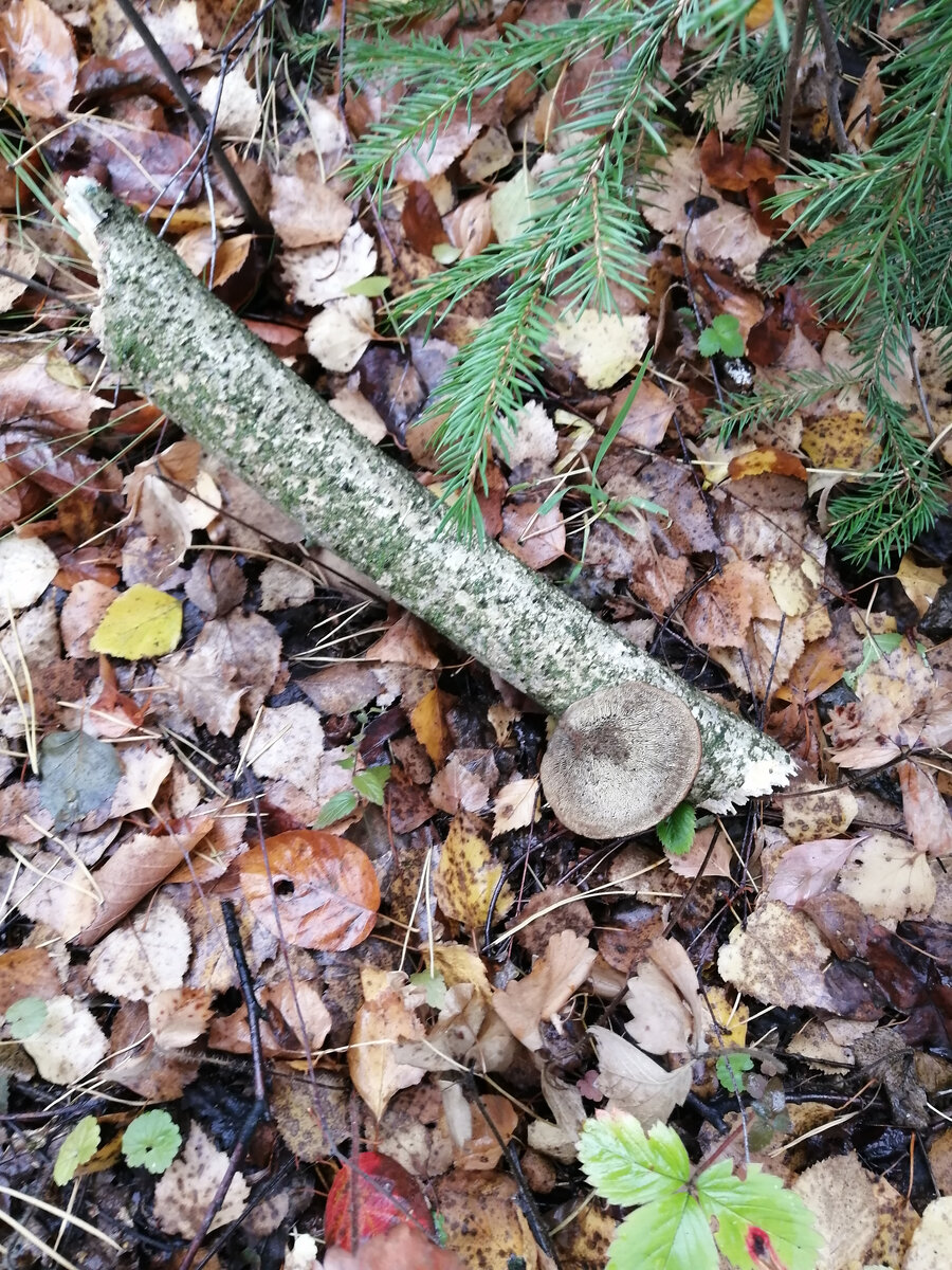 Одна из расколовшихся старых веток. Гриб тоже спланировал сверху. Это трутовик, при приземлении не отвалился