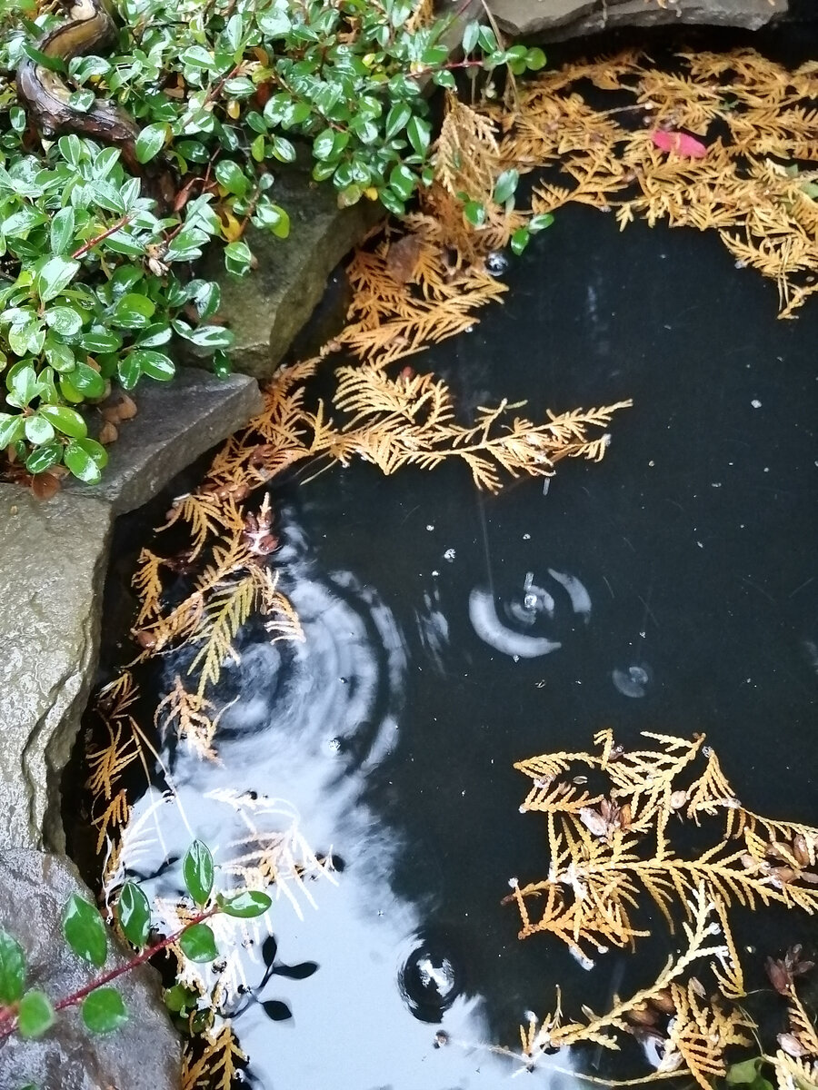 Фотографировала прудик. Под дождём. Потом увеличила картинку. Оказалось, что это не совсем дождь (см. следующее фото)