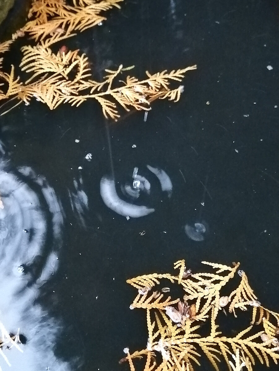 Почти растаявший, но мокрый снег...