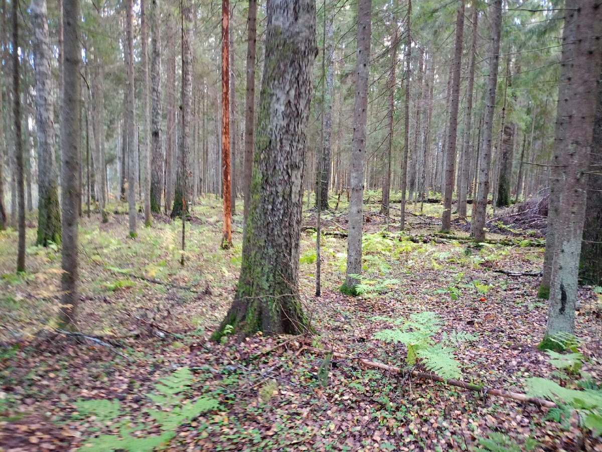 Озеро лесное ленинградская область гатчинский район. Лес лужского района. Лесная поляна медвежьегорск. Леса под лугой. Лес ленобласть.
