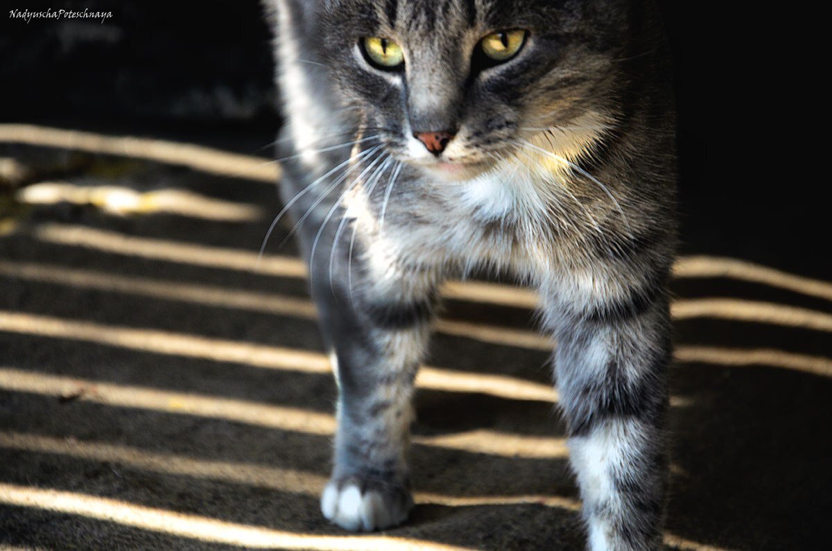 Наверное, пришло время ответить на них публично.