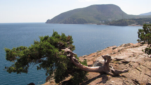 есть ли в крыму медведи