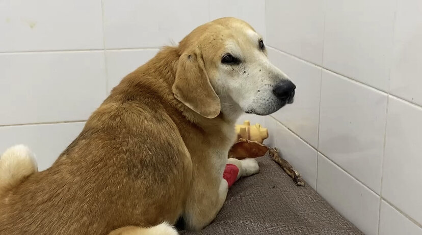 Рексюша радуется вкусняшке 