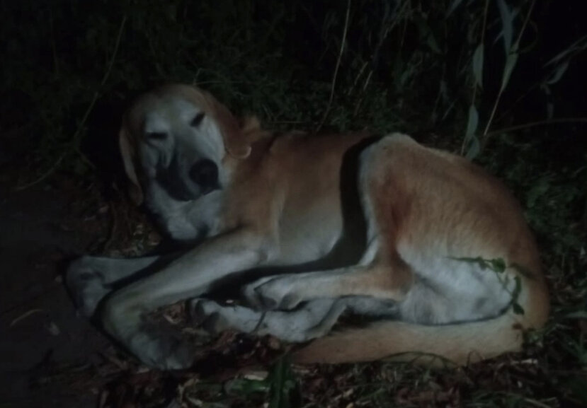 Рексик. Фото из Курчатова. Так он лежал 3 недели 