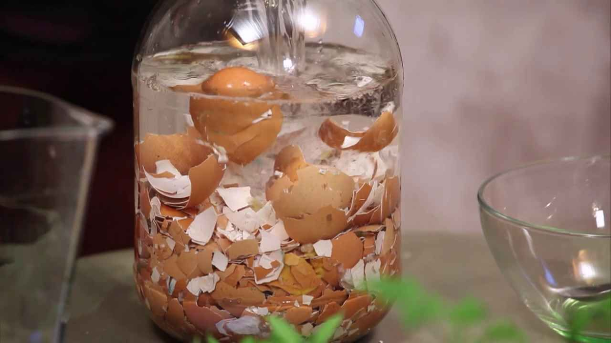 Los huevos son un producto que casi siempre se puede encontrar en el frigorífico. No importa en qué forma los utilicemos, pero los mejillones suelen acabar en la basura.-3