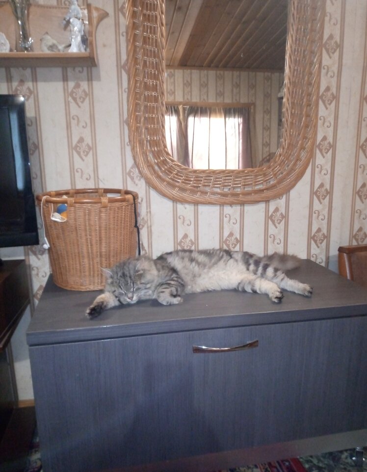 Меланхолия бывает и у котов