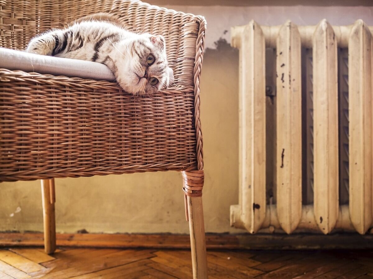    Кот в кресле у батареи© Fotolia / koldunova