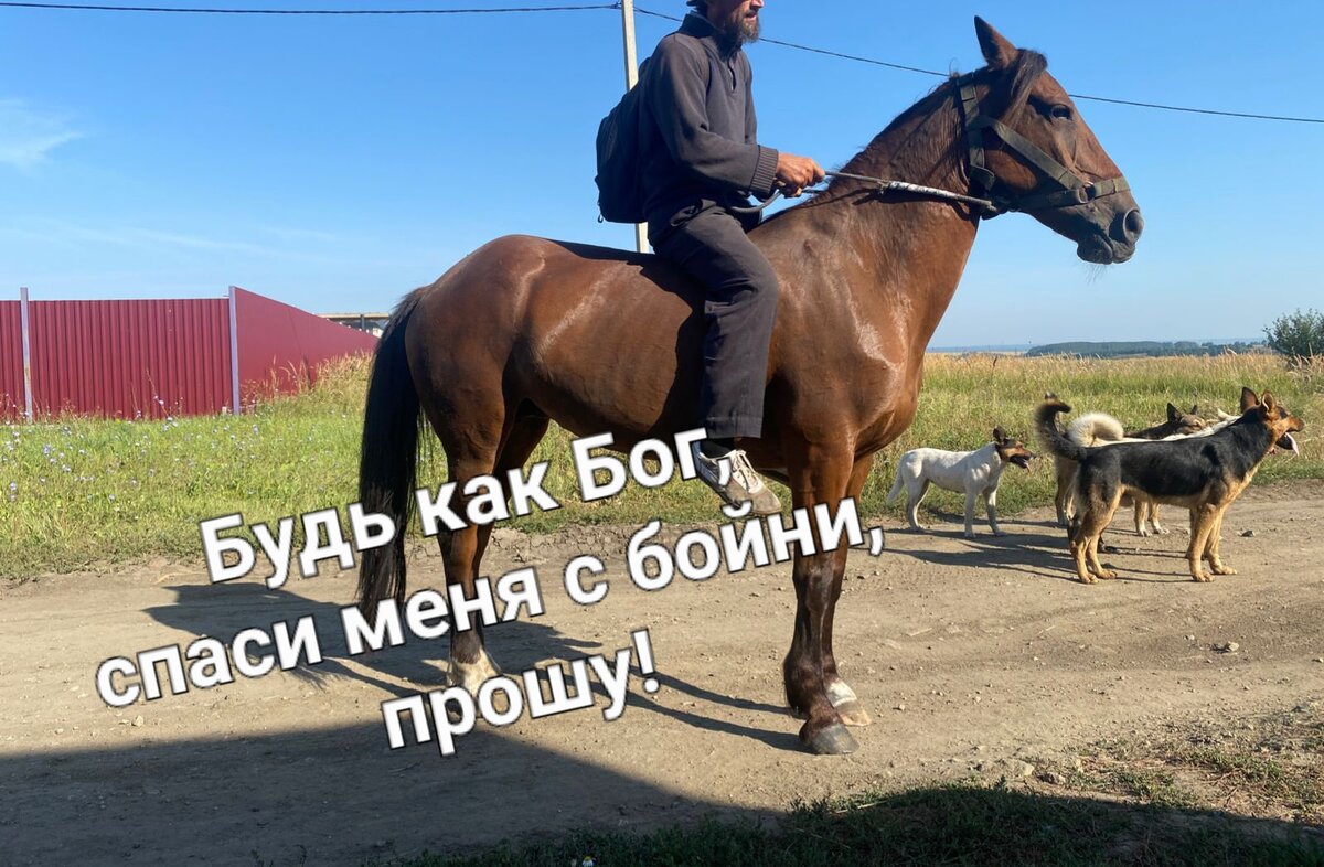 Кобыла Кавалерия, упряжница, 12 лет, рост 155 в/х. Заезжана  также под верх.