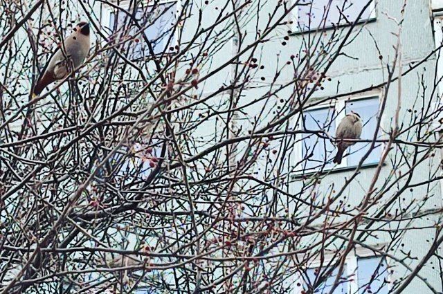    Какие птицы осенью улетают из Москвы, а какие прилетают на зимовку?