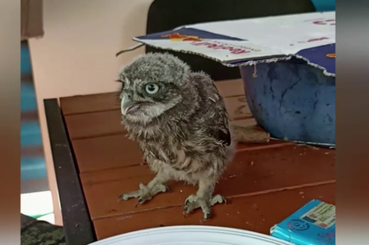    На СВО бойцы из Новосибирска спасли из-под обстрела маленького сыча