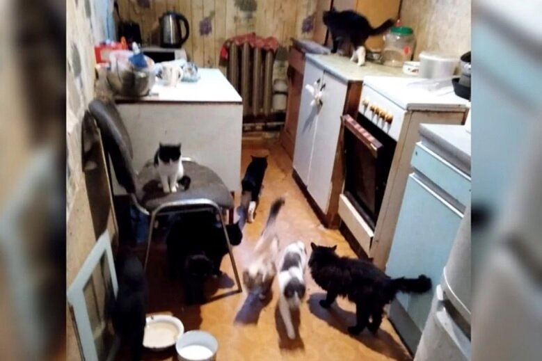 В Екатеринбурге развернулась настоящая драма. В одной из квартир на Симферопольской, 36 кошек остались в одиночестве. Дело в том, что их хозяйку забрала бригада скорой помощи в больницу еще 15 октября.