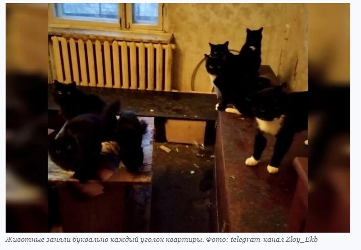 В Екатеринбурге развернулась настоящая драма. В одной из квартир на Симферопольской, 36 кошек остались в одиночестве. Дело в том, что их хозяйку забрала бригада скорой помощи в больницу еще 15 октября.-2
