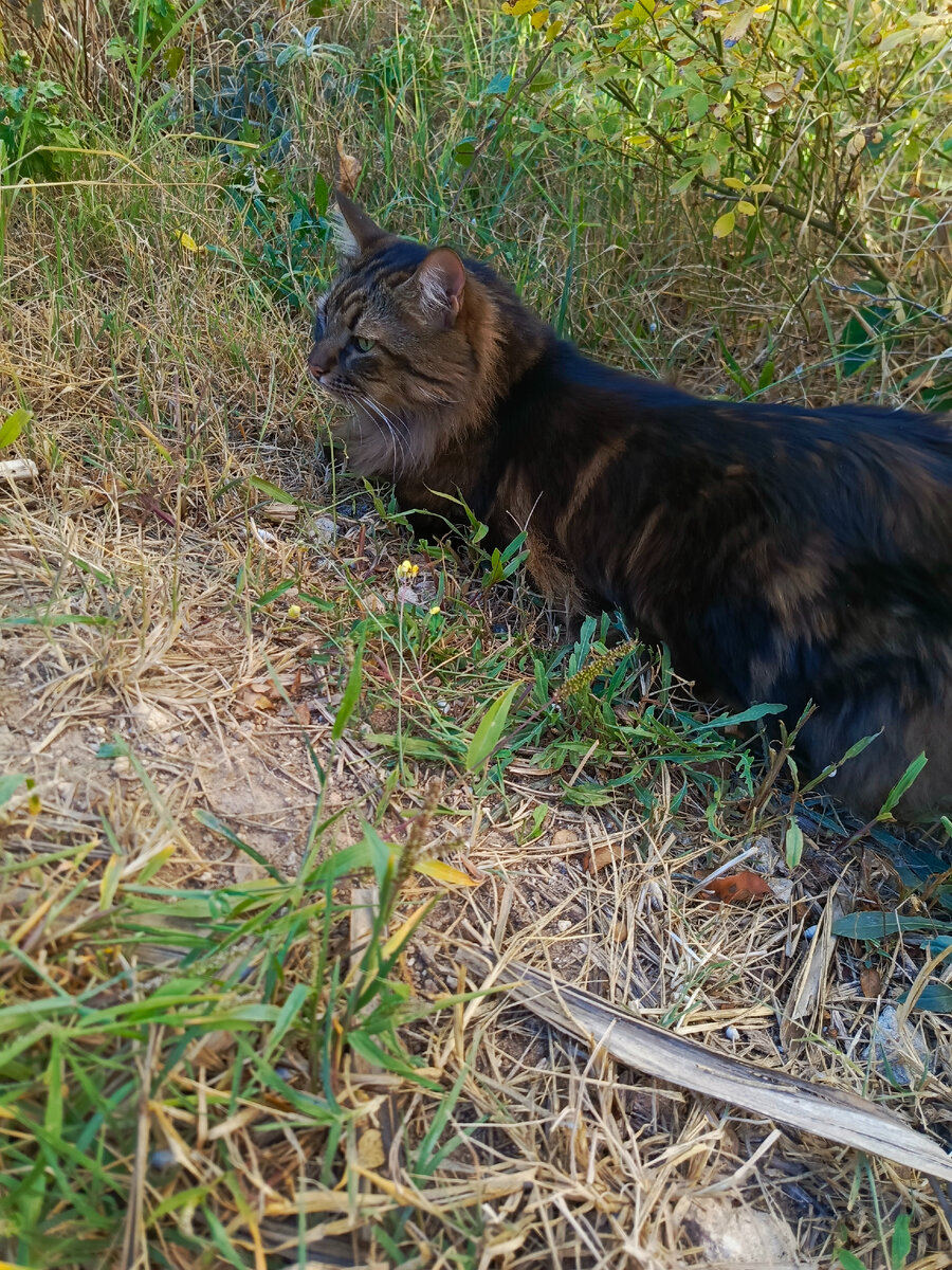 Кузя в засаде