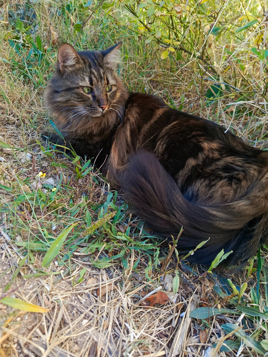 Кузя прилег