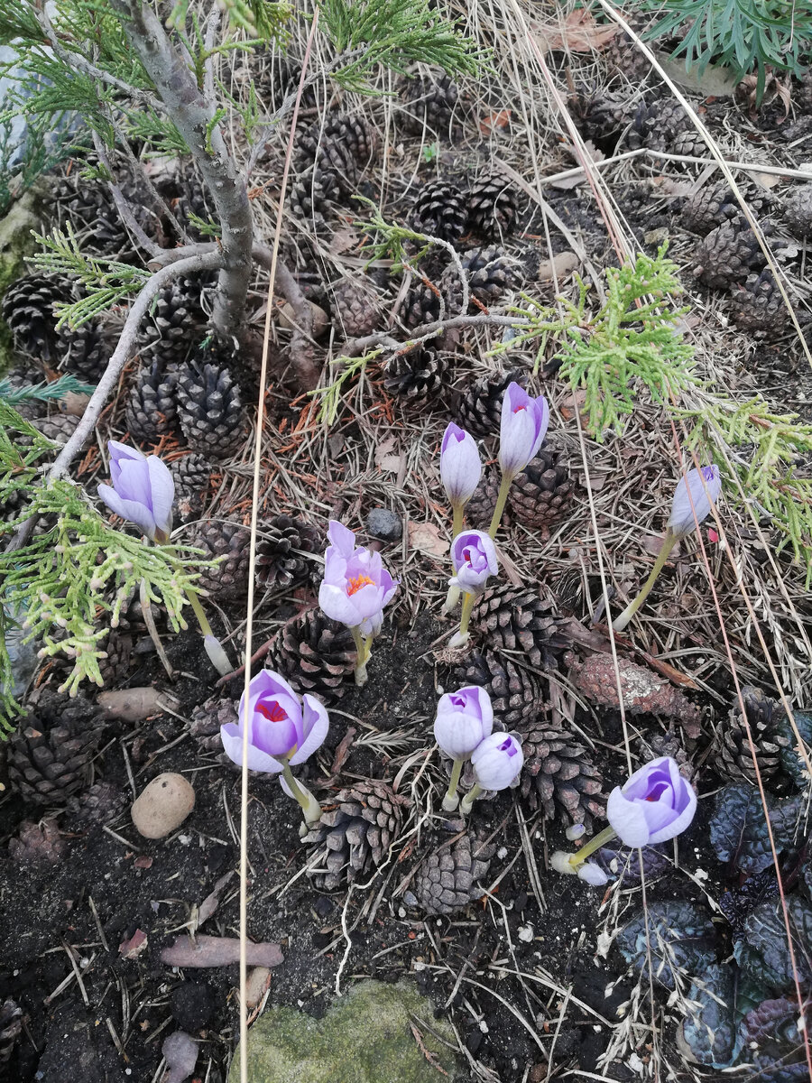 Середина ноября 2022 - крокусы ещё цветут, какие там укрытия)))