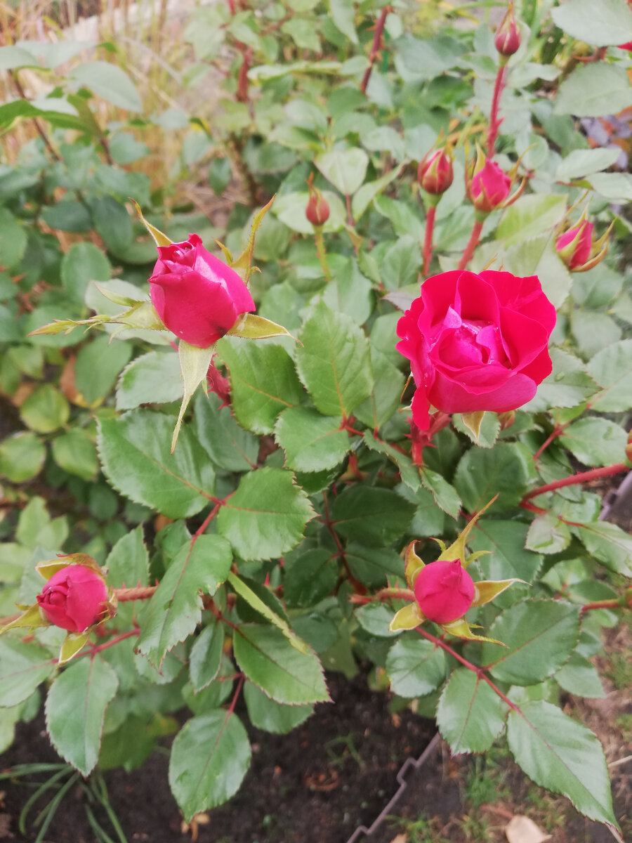 Роза 'Take It Easy' зацветает, середина октября