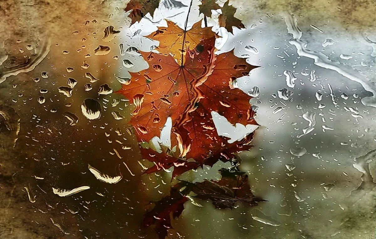 Ночью по листьям стучал беспрерывно. Осенний дождь. Дождливая осень. Дождь осенью. Осенний лист на стекле.