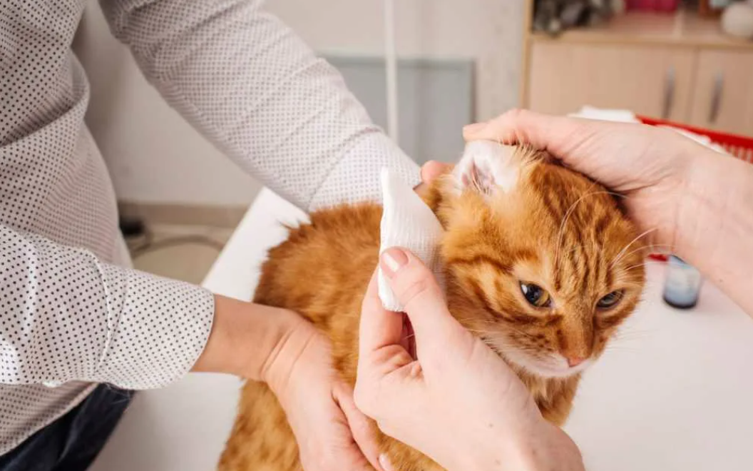 Уход за ушами кошек. Уход за ушами кошек. Уход за ушами кошек. Лечебные кошки. Гигиена кошек.