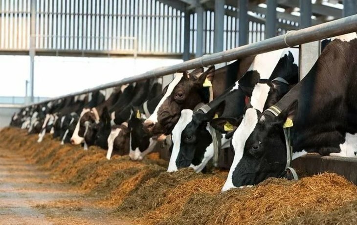    Ученые Тимирязевки решат проблему дефицита сахаров в рационах КРС включением зерновой патоки