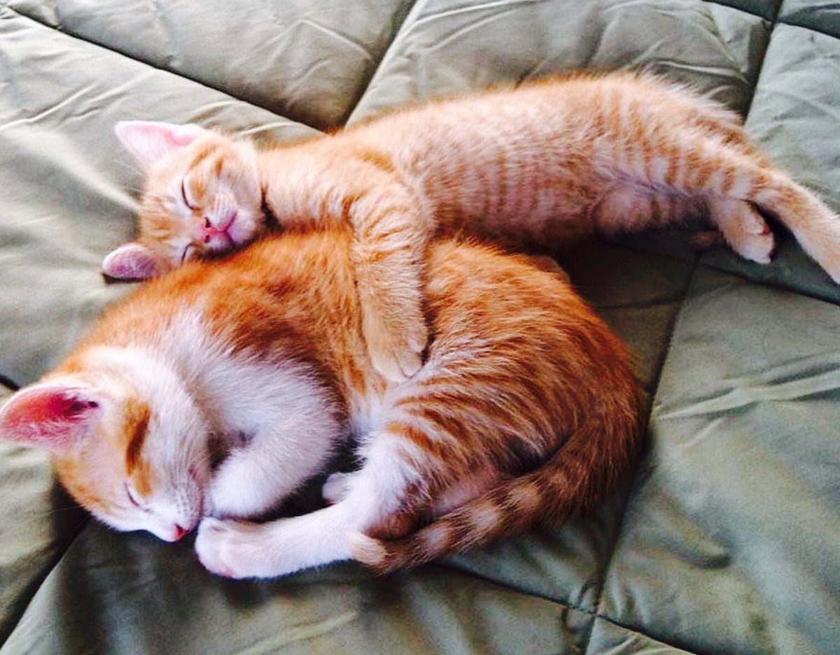 Сон кошка с котятами. Спящий кот. Спящие коты. Котенок спит. Спящий котенок