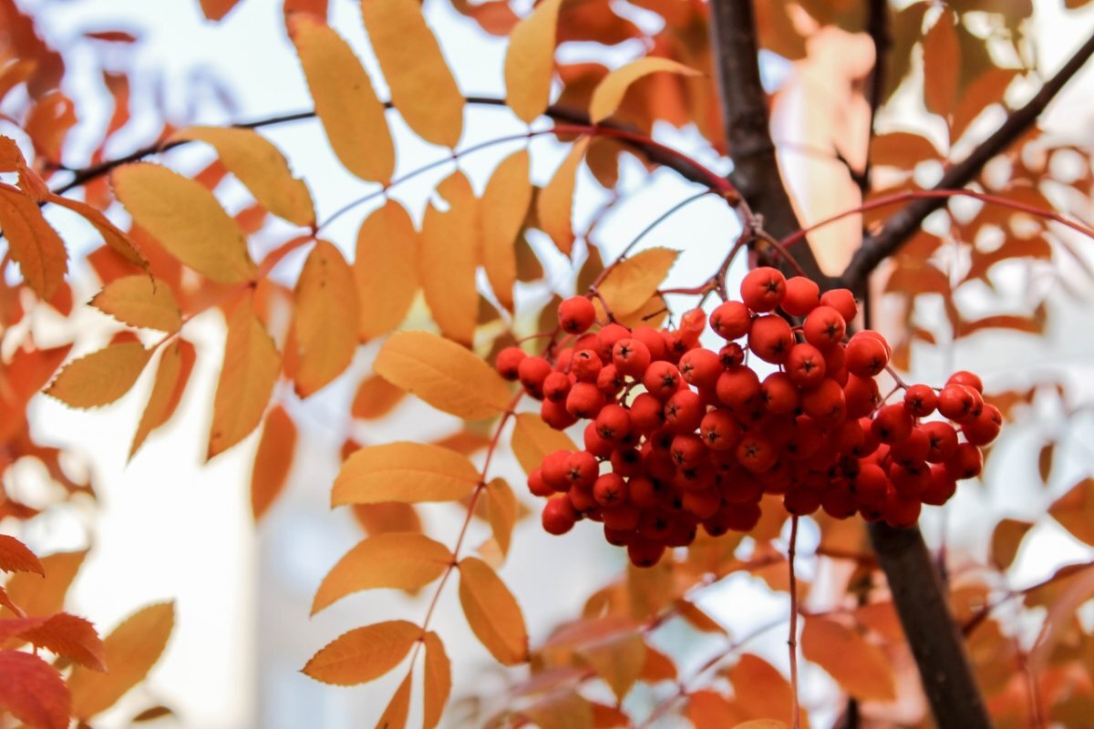    До +6 градусов прогреется воздух в Псковской области 19 октября