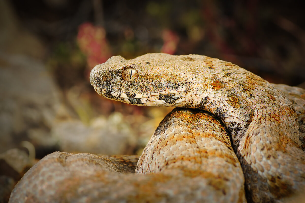 Гюрза Vipera lebetina