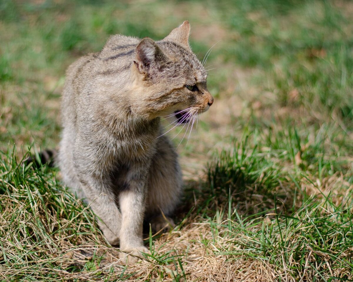 Дикий кот тоже в недоумении.
