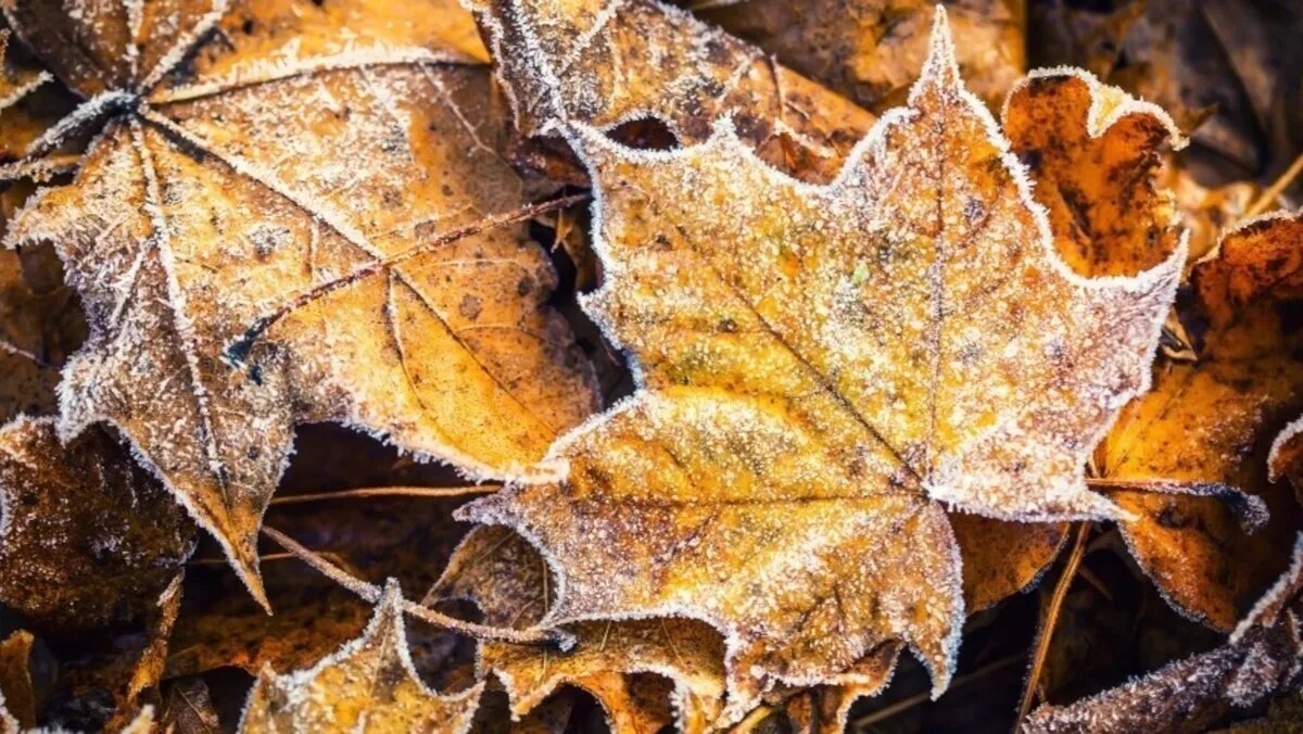 Если в это время землю покрывал снег, значит зима будет ранней. Фото: depositphotos