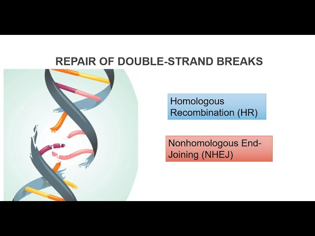 Типы репарации ДНК при двунитиевом разрыве