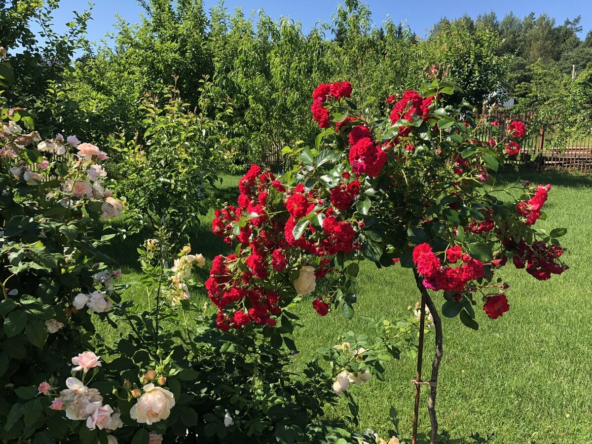 Штамбовые розы 🌹 Как сажать осенью и до какого времени можно это делать с  ОКС. Как укрывать свежепосаженные? | Екатерина Ко и Цветущий САД | Дзен