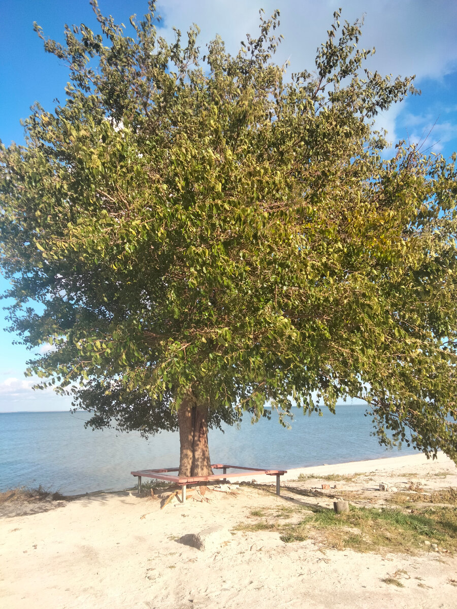 Просто дерево, под деревом просто скамейки и просто лиман