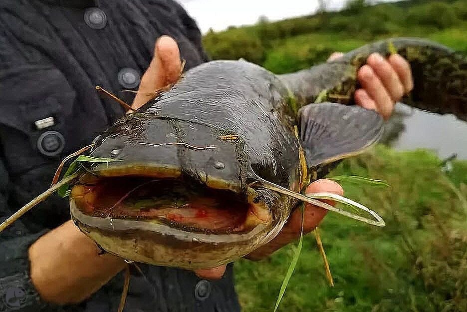 Фото с сайта: https://klev26.ru/wp-content/uploads/8/f/0/8f05d69895344830b96ff85c138c1ccd.jpeg